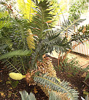 Encephalartos arenarius - RBG Kew