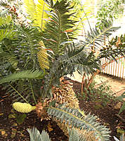 Encephalartos arenarius