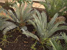 Encephalartos lehmannii - RBG Kew