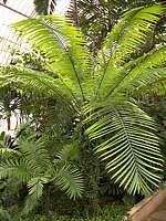 Lepidozamia hopei - RBG Kew