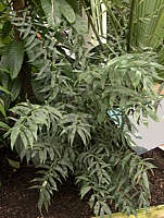 Ceratozamia hildae