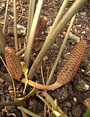 Zamia pumila