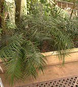 Ceratozamia kuesteriana - RBG Kew