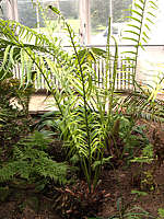 Ceratozamia mexicana