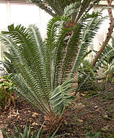 Encephalartos natalensis