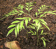 Bowenia serrulata - RBG Kew