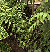 Zamia vasquuezii - RBG Kew