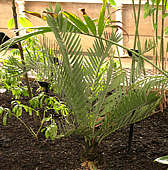 Encephalartos cupidus