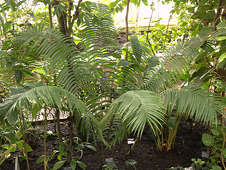 Ceratozamia robusta - RBG Kew Ceratozamia robusta - RBG Kew