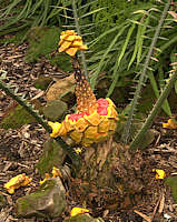 Encephalartos villosus