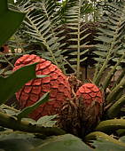 Encephalartos ferox