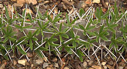 Didierea trollii, in leaf