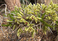 Didierea trollii, procumbent stem in flower