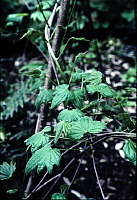 Dioscorea nipponica