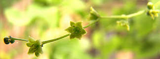 Dioscorea deltoidea flowers