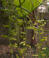 Dioscorea caucasica