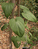 Dioscorea caucasica