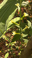 Dioscorea nipponica flowers