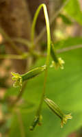 Dioscorea villosa