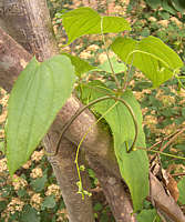 Dioscorea villosa