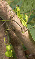 Dioscorea villosa winged seed pods