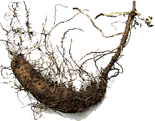 Dioscorea batatas