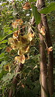 Dioscorea caucasica winged seed pods