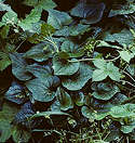 Tamus (Dioscorea) communis (Black Bryony)