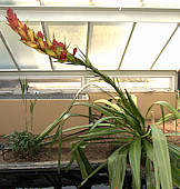 Doryanthes palmeri