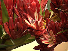 Doryanthes palmeri Doryanthes palmeri