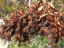 Doryanthes palmeri