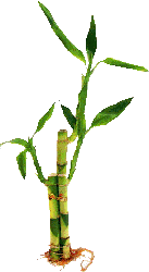Dracaena sanderiana - 'Lucky Bamboo'