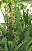 Dracaena aubryana flowers