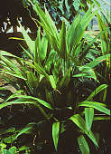 Dracaena aubryana