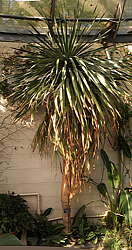 Dracaena draco