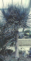 Dracaena schizantha