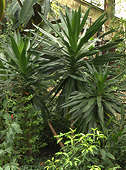 Dracaena steudneri