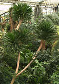 Dracaena aletriformis