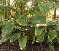 Dracaena phrynioides