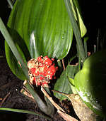 Dracaena phrynioides berries