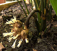 Dracaena phrynioides flower