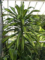 Dracaena fragrans var lindenii