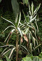 Dracaena deremensis Syn. D. fragrans