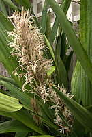 Dracaena aubryana flowers