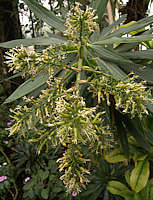 Dracaena reflexa