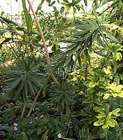 Dracaena reflexa