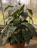 Dracaena goldieana