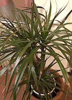 Dracaena reflexa var. angustifolia Syn. D. marginata