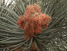 Dracaena schizantha