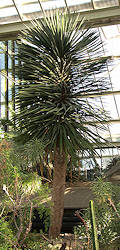 Dracaena draco